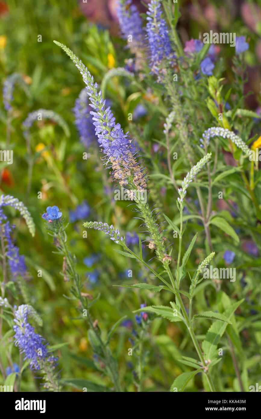 Langblättriger Ehrenpreis, Langblättriger Blauweiderich, Garten-Ehrenpreis, Pseudolysigachion longhifolium, SYN. Veronica longifolia, Giardino Speedwell Foto Stock