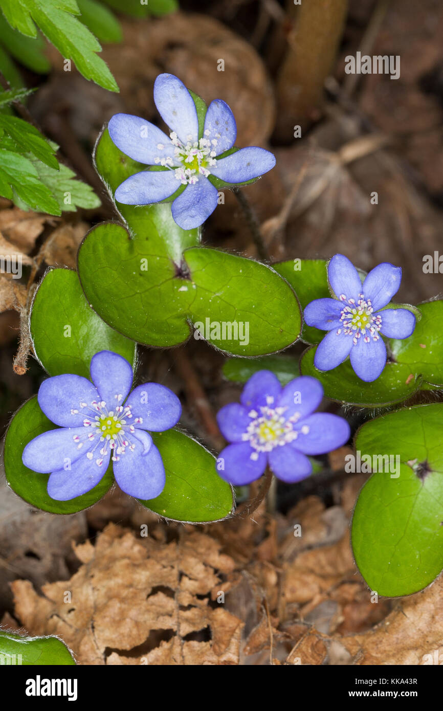 Gewöhnliches Leberblümchen, Leber-Blümchen, Hepatica nobilis, foglia di fegato, foglia di fegato Foto Stock