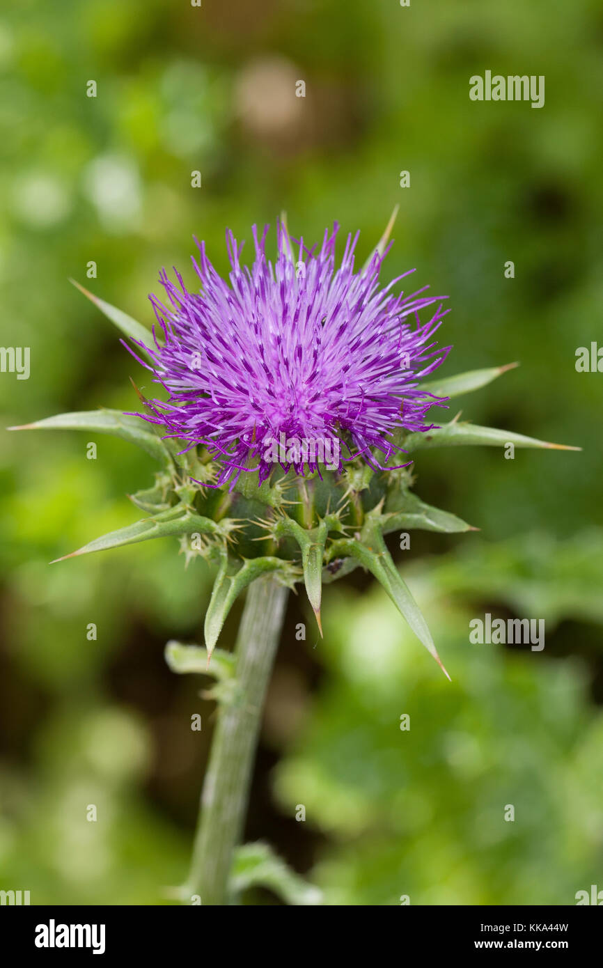 Mariendistel, Christi Krone, Donnerdistel, Fieberdistel, Frauendistel, Silybum marianum, SYN. Carduus marianus, cardo, mariano Thistle, Maria Thi Foto Stock
