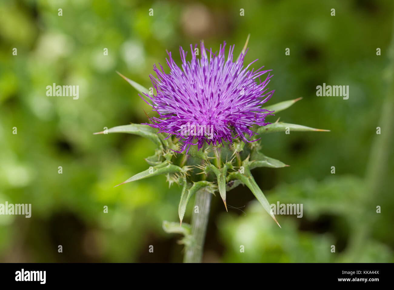 Mariendistel, Christi Krone, Donnerdistel, Fieberdistel, Frauendistel, Silybum marianum, SYN. Carduus marianus, cardo, mariano Thistle, Maria Thi Foto Stock