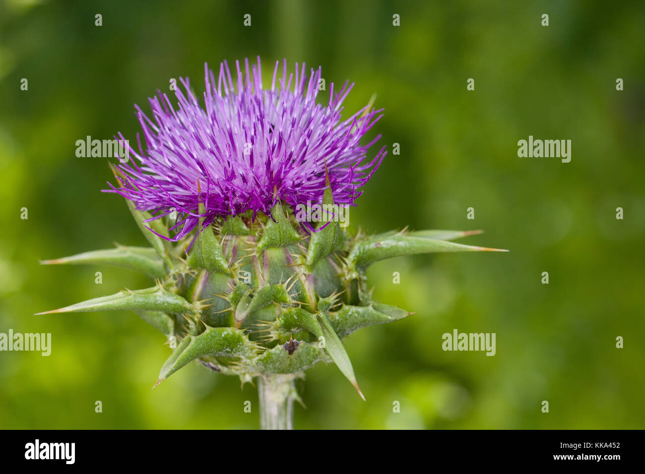 Mariendistel, Christi Krone, Donnerdistel, Fieberdistel, Frauendistel, Silybum marianum, SYN. Carduus marianus, cardo, mariano Thistle, Maria Thi Foto Stock