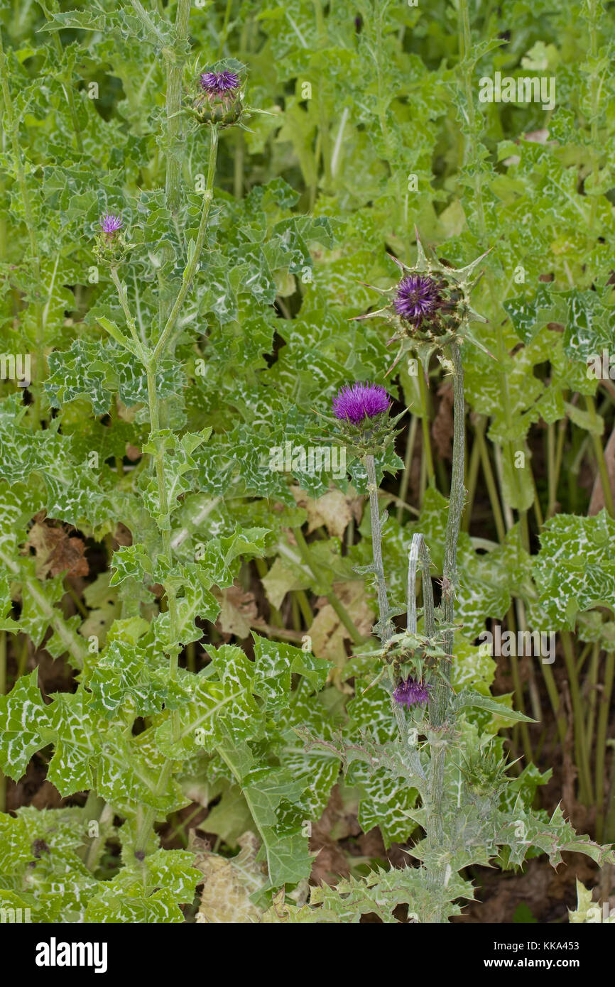 Mariendistel, Christi Krone, Donnerdistel, Fieberdistel, Frauendistel, Silybum marianum, SYN. Carduus marianus, cardo, mariano Thistle, Maria Thi Foto Stock