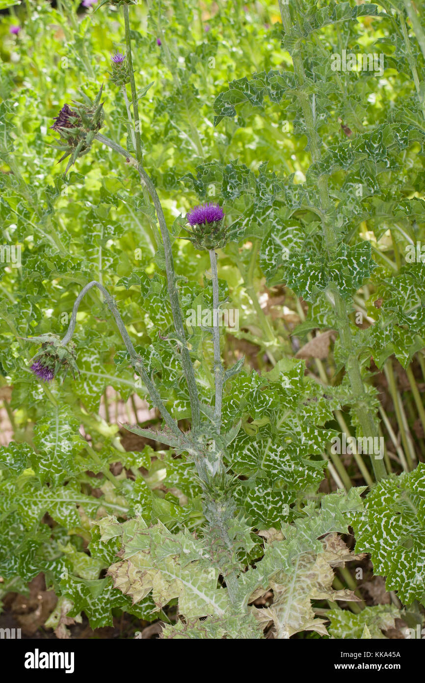 Mariendistel, Christi Krone, Donnerdistel, Fieberdistel, Frauendistel, Silybum marianum, SYN. Carduus marianus, cardo, mariano Thistle, Maria Thi Foto Stock