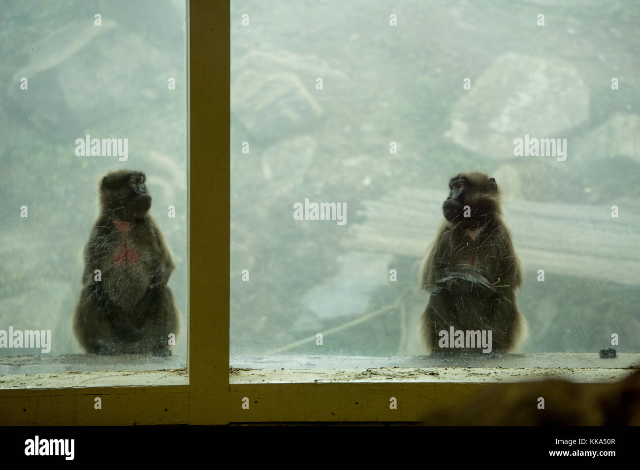 Due i babbuini gelada guardando ogni altro dietro una finestra in vetro Foto Stock