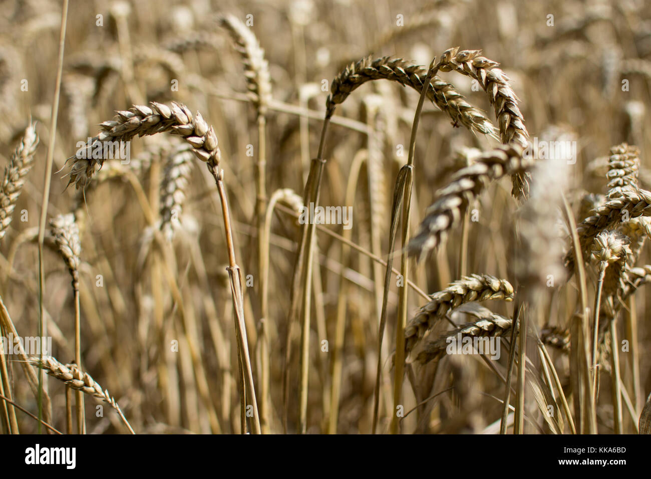 Coltivazione di grano campo crescente di sole. Foto Stock