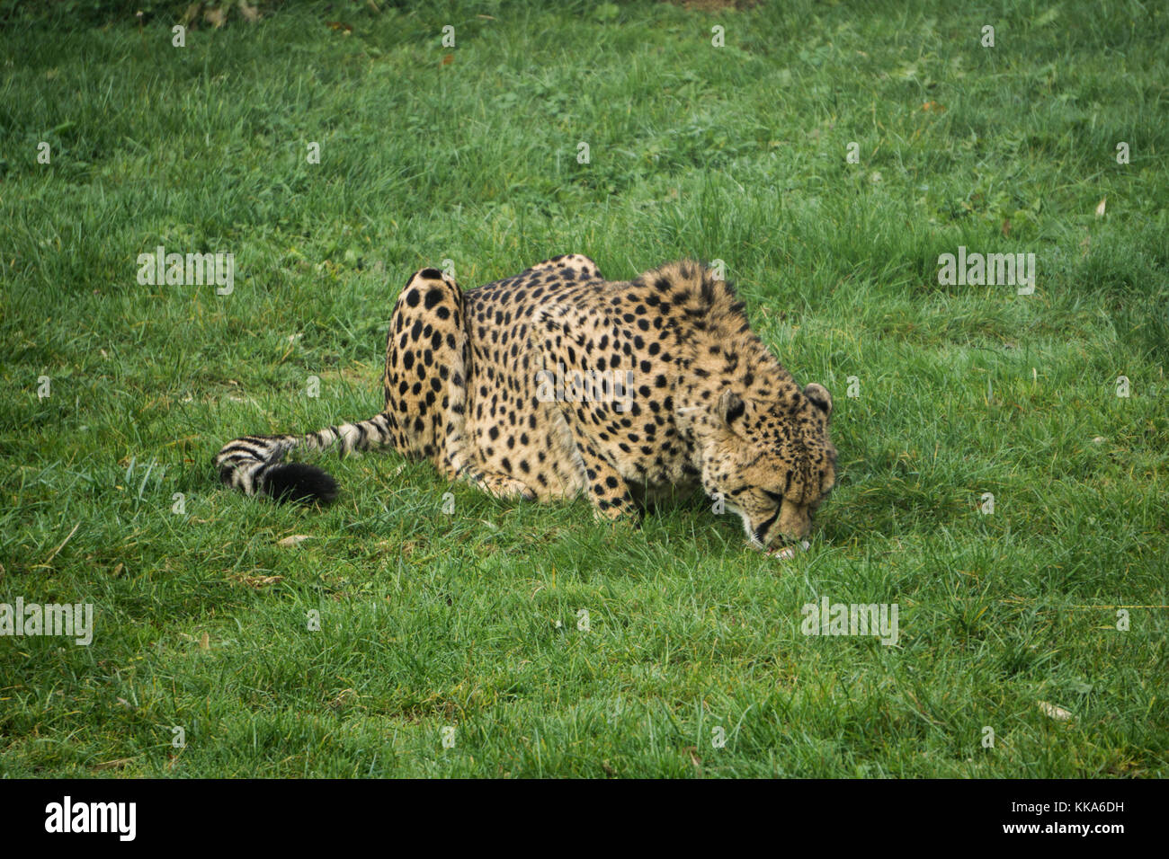 Cheetah alimentazione su una lastra di carne in erba Foto Stock