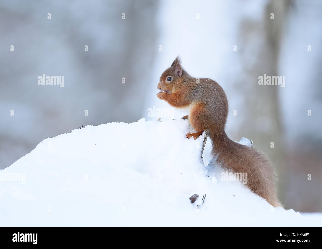 Inverno scozzese wildlife Foto Stock