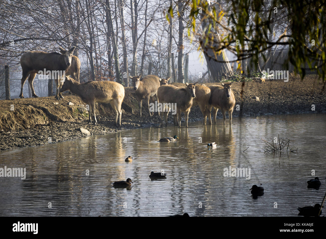 Milu deer riuniti intorno a un laghetto con le anatre Foto Stock
