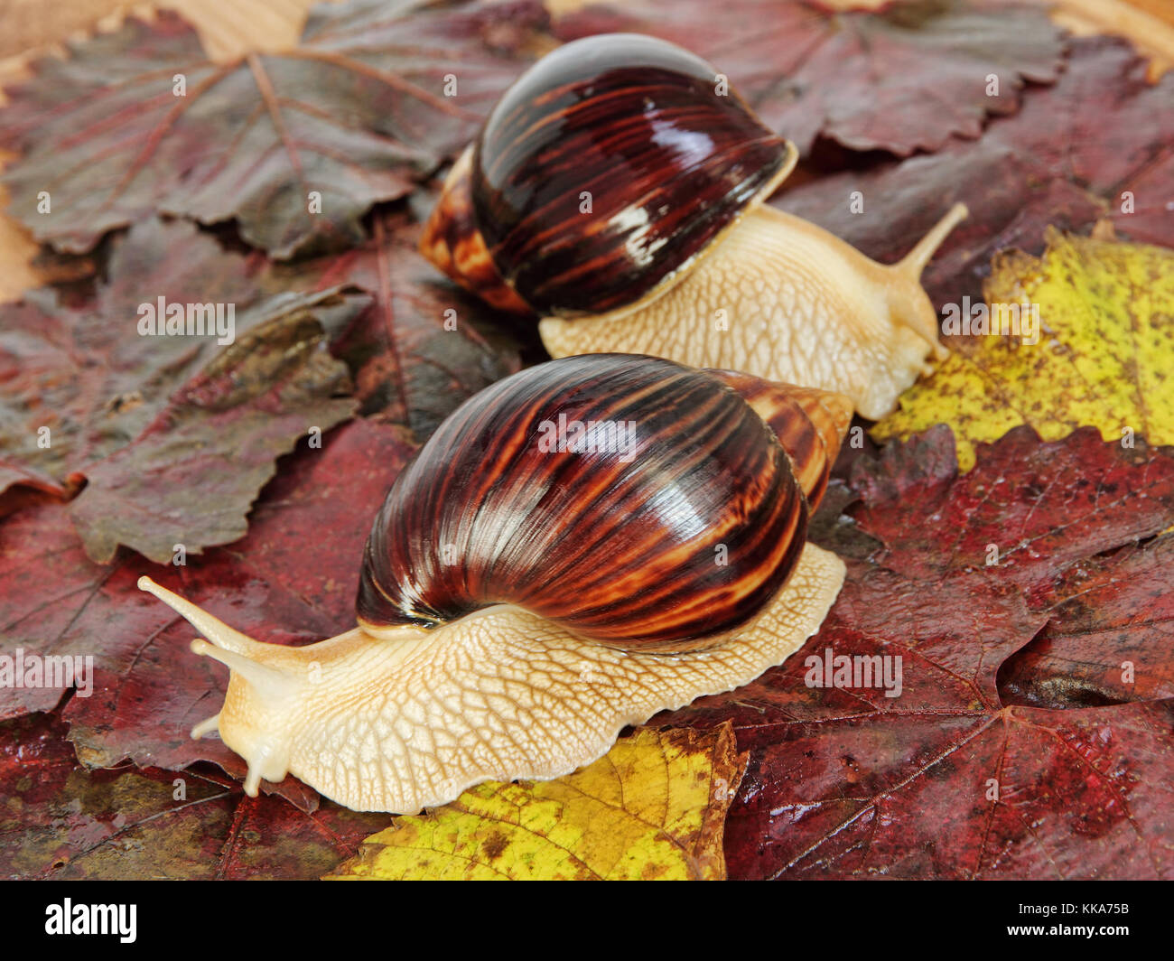 Coppia di gigante africano lumache achatina sul colore di foglie di uva prese closeup. Foto Stock