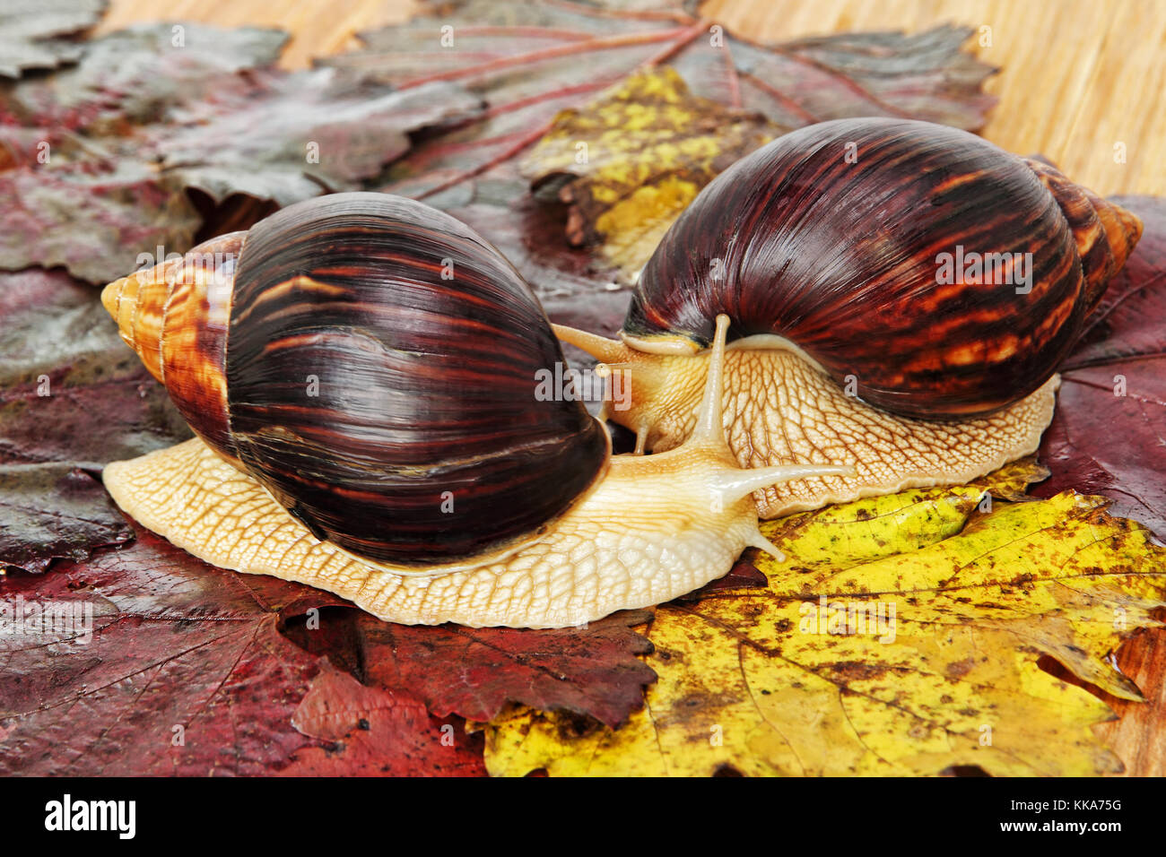 Coppia di gigante africano lumache achatina su foglie di uva prese closeup. Foto Stock