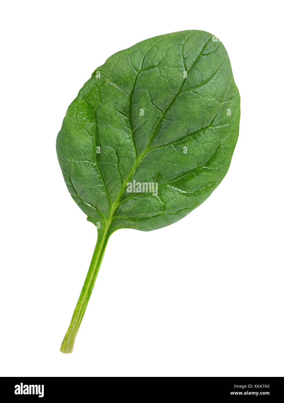 Gli spinaci isolato su uno sfondo bianco Foto Stock