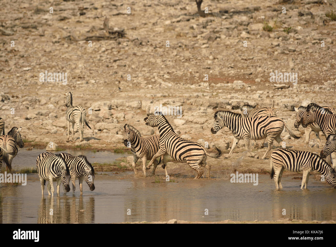 Parco Nazionale Etosha Foto Stock