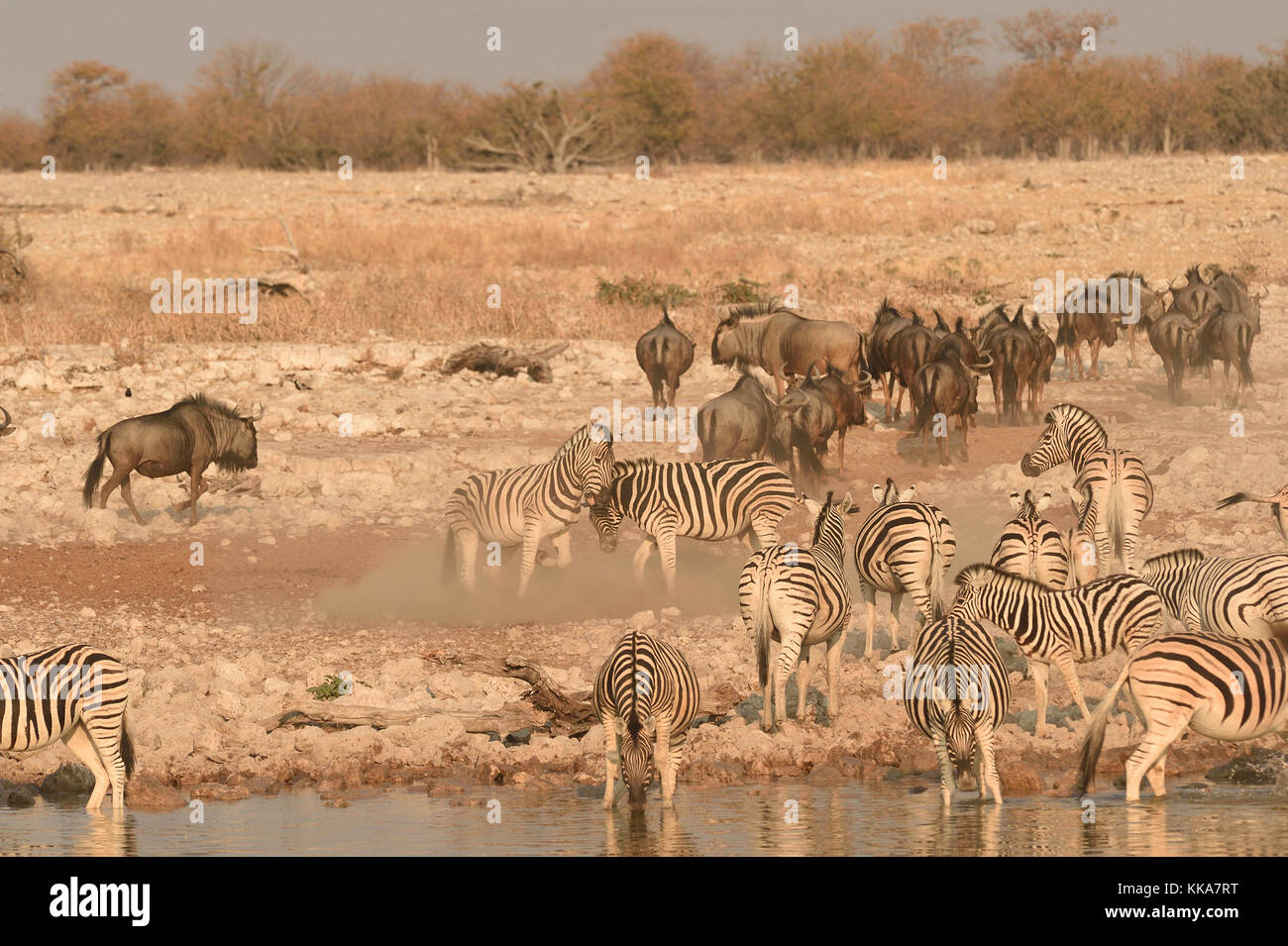 Parco Nazionale Etosha Foto Stock