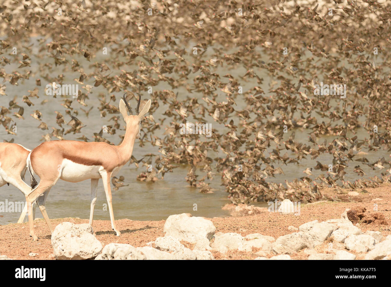 Parco Nazionale Etosha Foto Stock