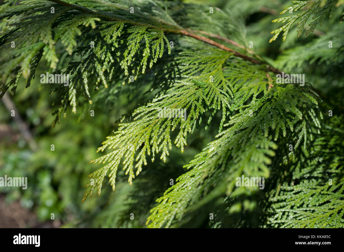 Close-up di un verde leafed ramo da un arbusto sempreverde o albero. Foto Stock