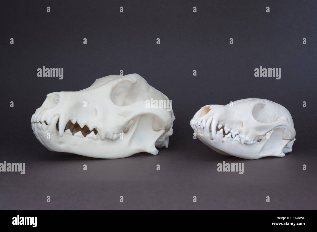 La volpe rossa, (Vulpes vulpes vulpes) e cane domestico, (canis familiaris), cranio confronto Foto Stock