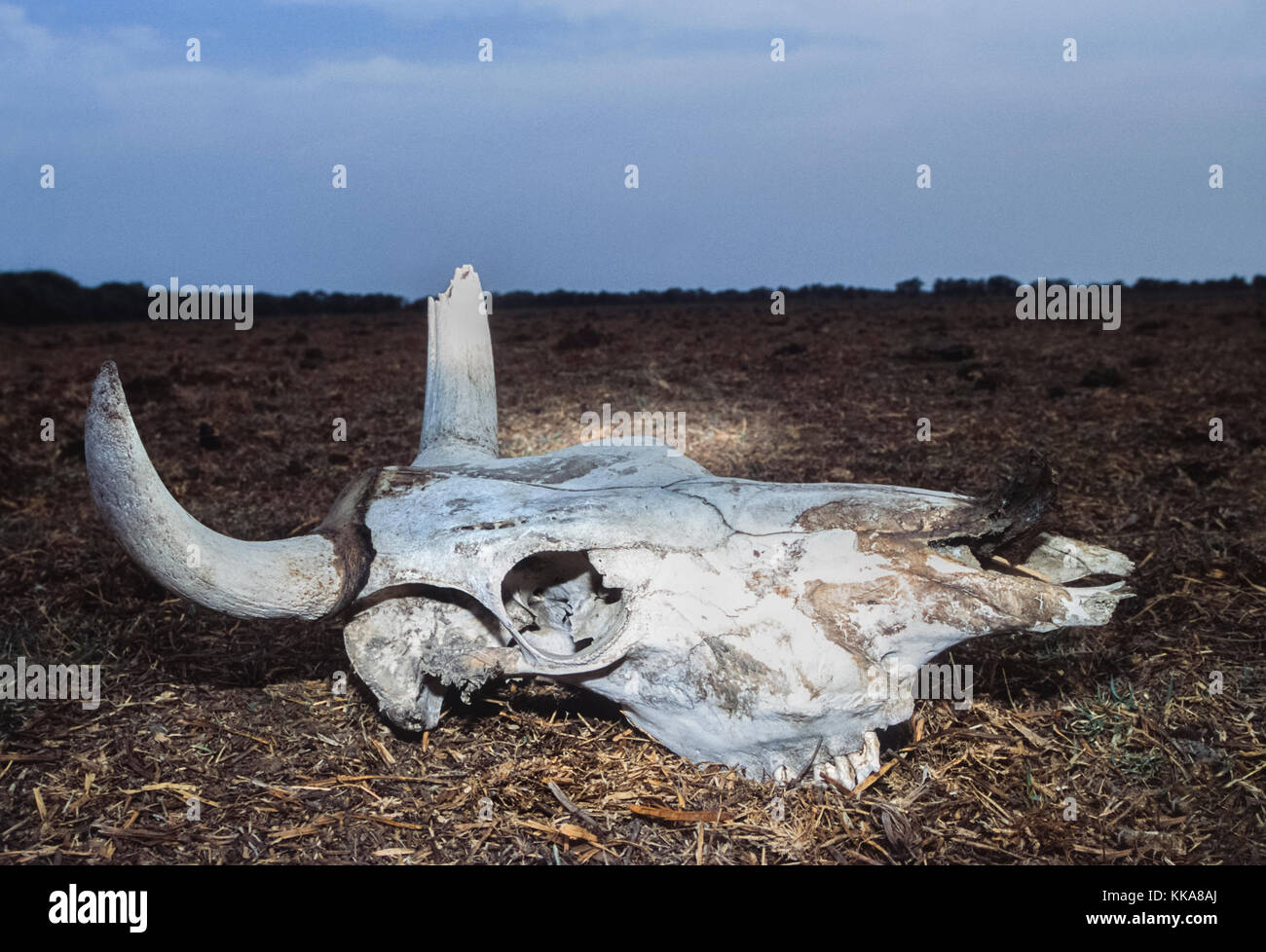 Il teschio di mucca, (Bos domesticus), siccità vittima, Gujarat, India Foto Stock