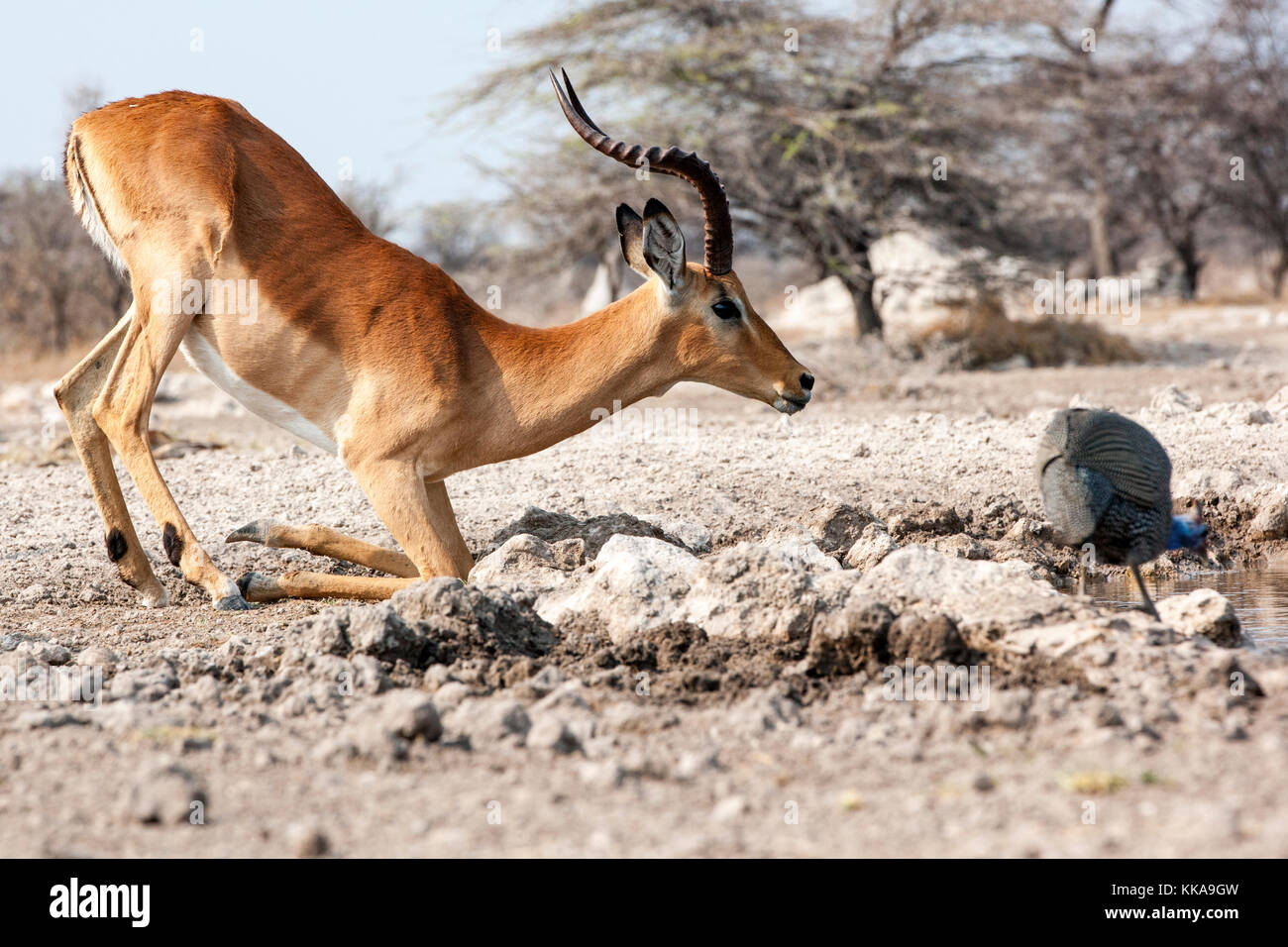 Impala inginocchiato a bere a onkolo nascondere, onguma Game Reserve, Namibia, Africa Foto Stock