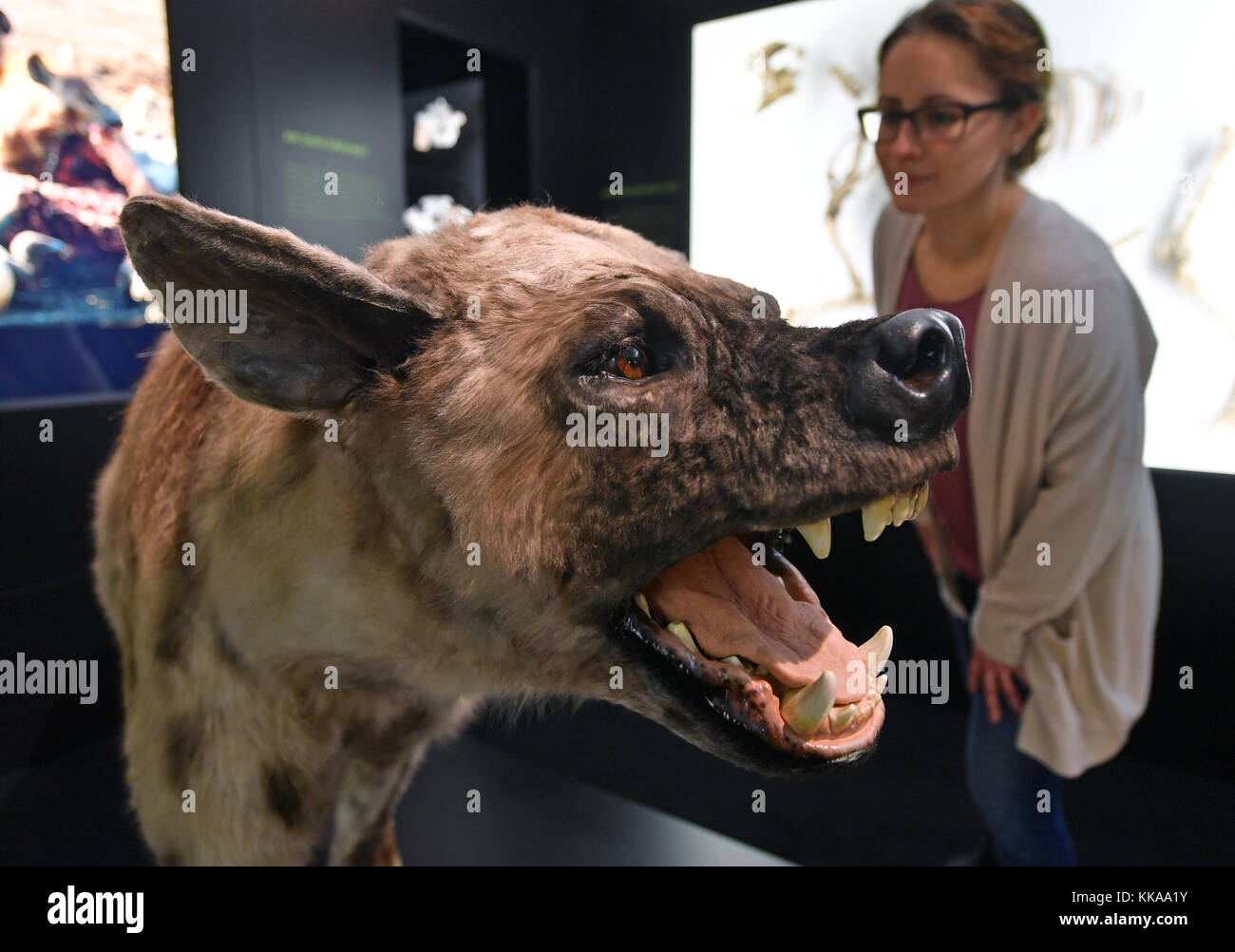 Halle, Germania. 29 novembre 2017. La ricostruzione di una iena gigante, esistente in Africa, Europa e Asia 6-0,5 milioni di anni fa, in anteprima per la mostra speciale "forze climatiche - potere leader dell'evoluzione" presso il museo statale per la preistoria di Halle/Saale, Germania, 29 novembre 2017. La mostra aprirà a partire dal 30 novembre. L'obiettivo dello spettacolo è quello di sottolineare come il cambiamento delle temperature calde e fredde negli ultimi 2,7 milioni di anni abbia portato allo sviluppo di varie forme di vita. Foto: Hendrik Schmidt/dpa-Zentralbild/dpa Foto Stock