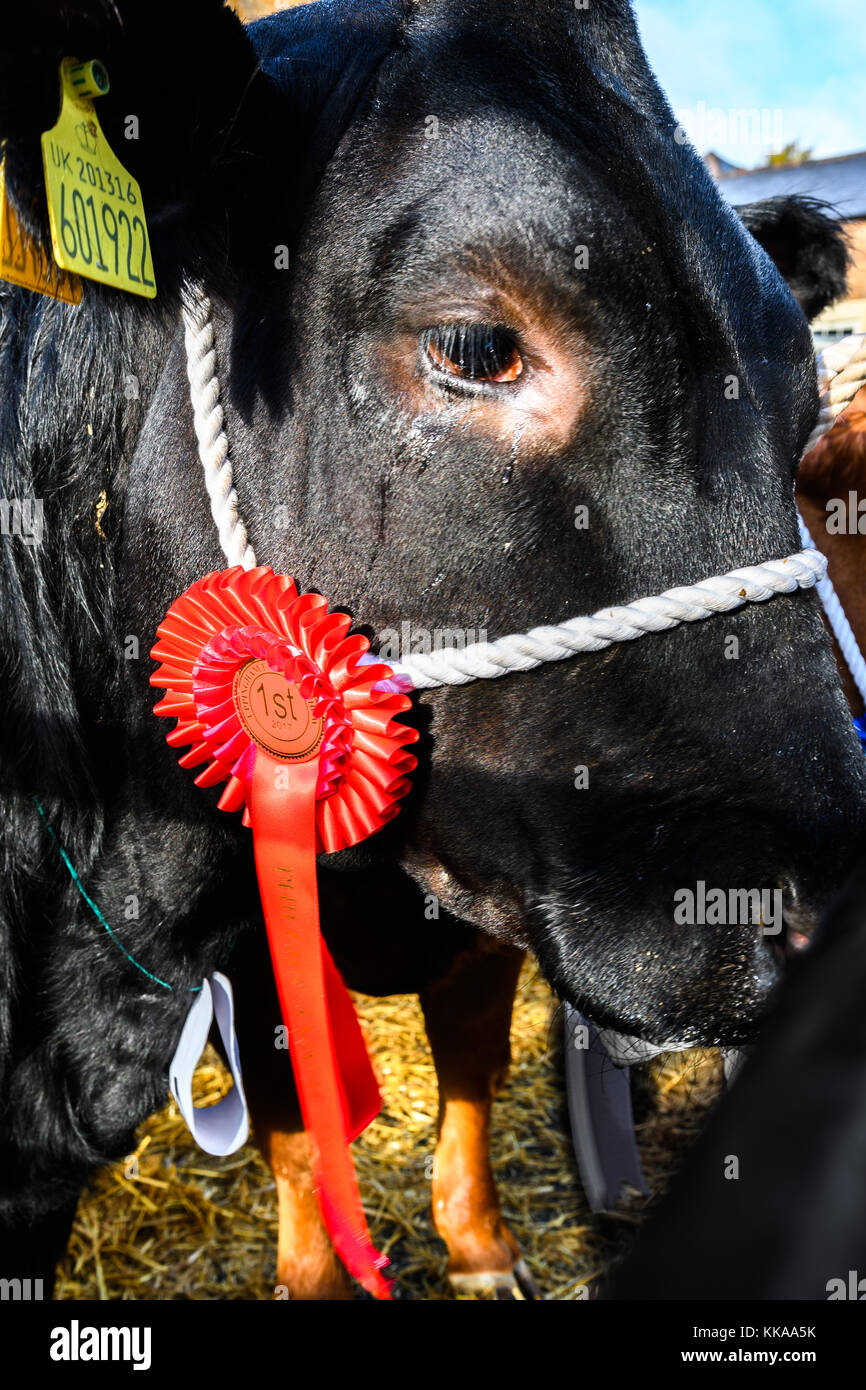 A uppingham, Rutland, UK. Il 29 novembre, 2017. una vincita bull, con un primo posto red rosette sul suo capo corda a fatstock mostrano in luogo di mercato a Uppingham, Rutland, Inghilterra, il 29 novembre 2017. Credito: Michael foley/alamy live news Foto Stock