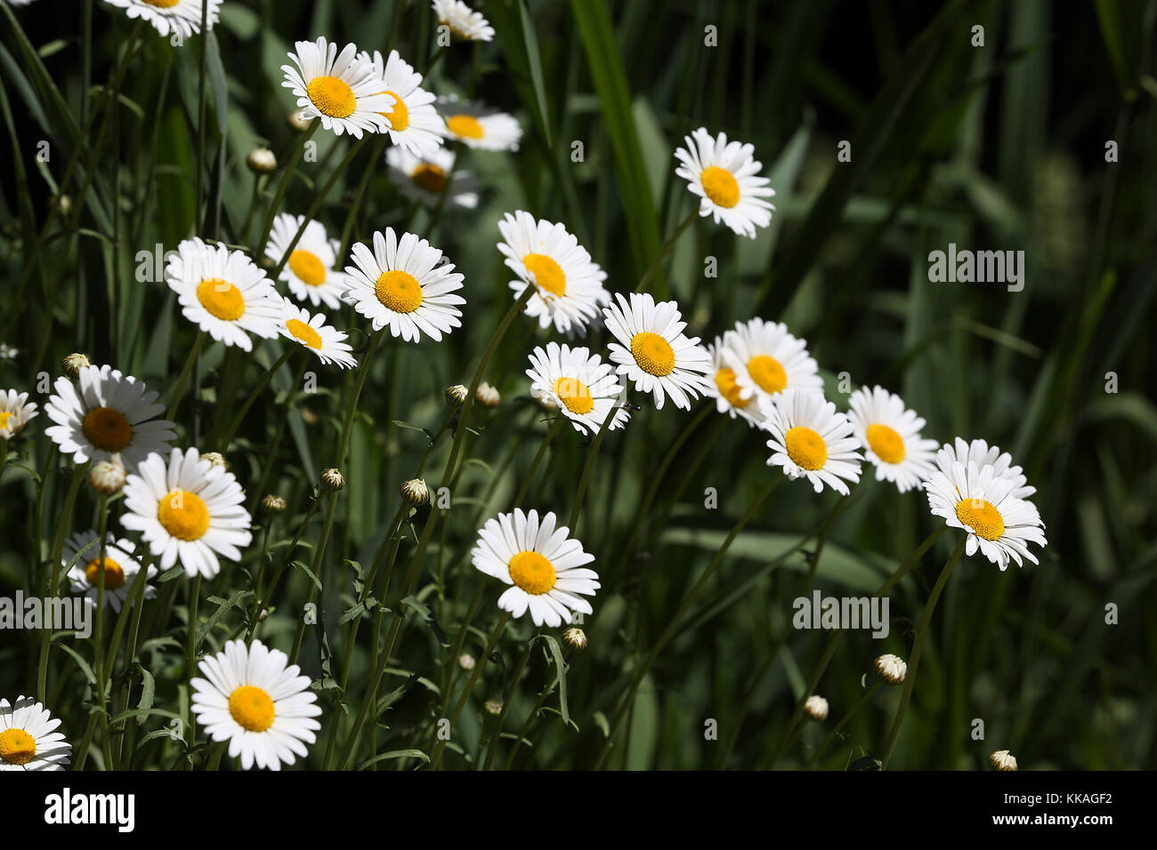 Iowa, Stati Uniti. 6 Giugno 2017. Aree aperte coperte di daisy bianco nella Yellow River state Forest. Yellow River Forest si trova nella contea di Allamakee, nella regione nord-orientale dell'Iowa. Credit: Quad-City Times/ZUMA Wire/Alamy Live News Foto Stock