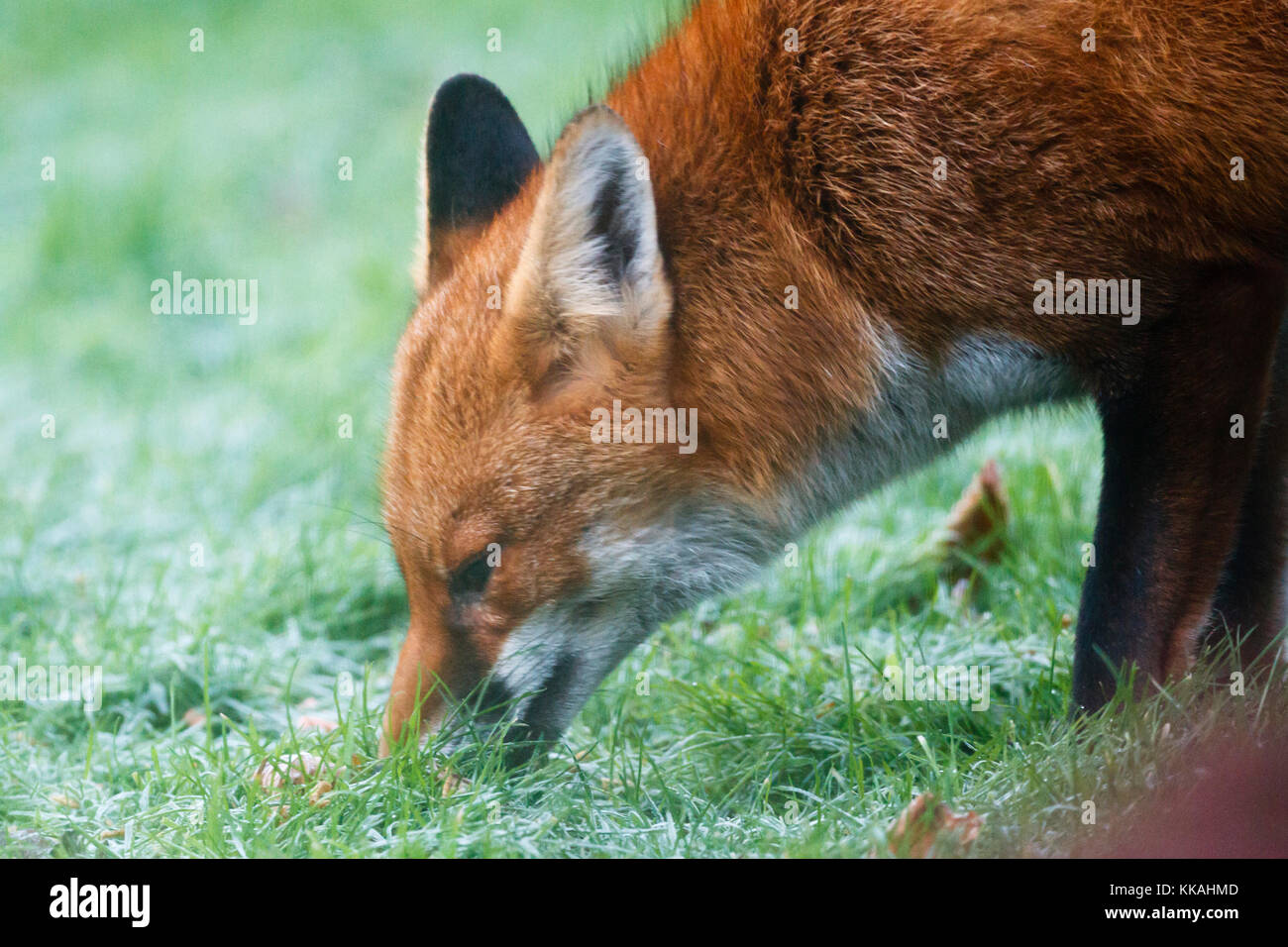 Un Red Fox estrae per cibo dopo una notte di gelo in East Sussex, UK Credit: Ed Brown/Alamy Live News Foto Stock