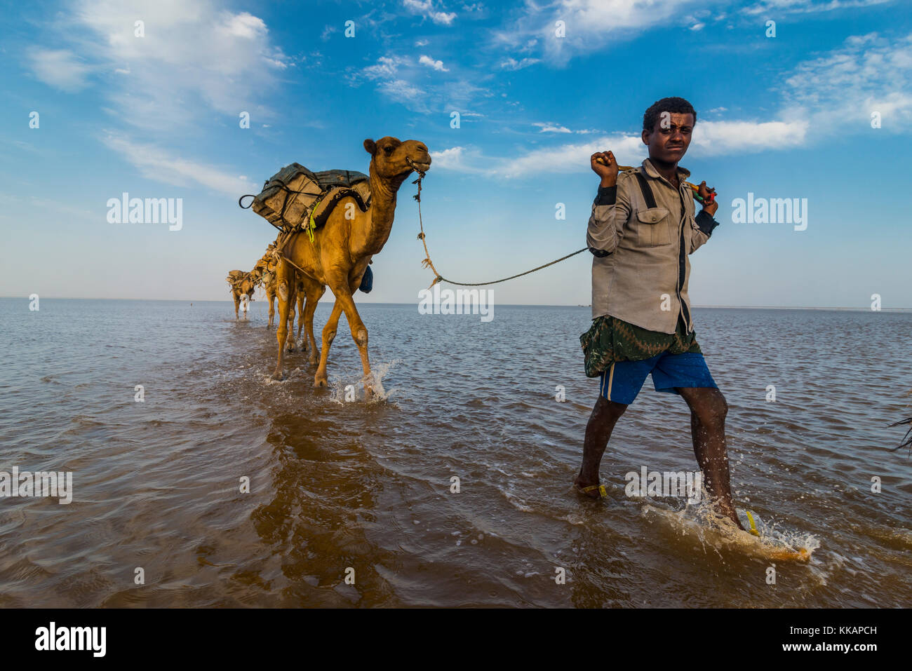 Cammelli caricati con pan di sale a piedi attraverso un salt lake, danakil depressione, Etiopia, Africa Foto Stock