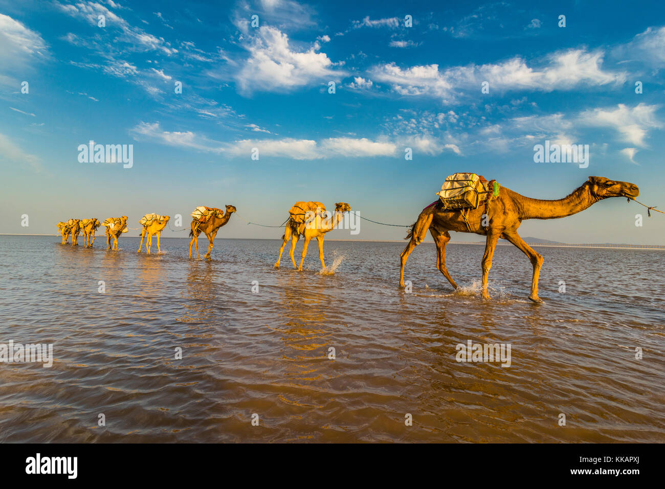 Cammelli caricati con pentole di sale a piedi attraverso un salt lake, danakil depressione, Etiopia, Africa Foto Stock