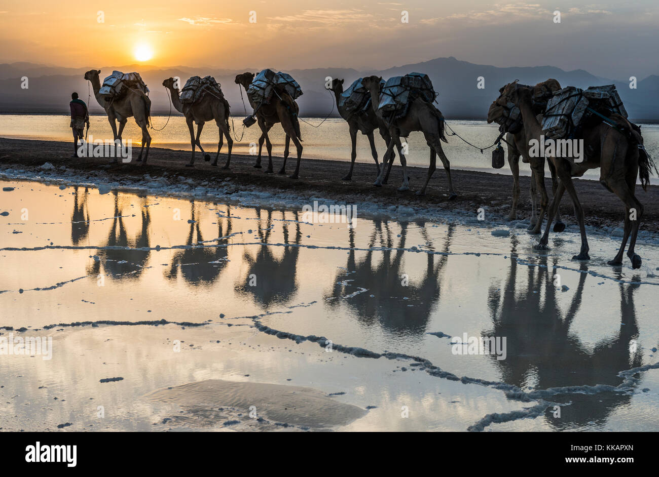Cammelli caricati con pentole di sale a piedi attraverso un salt lake, danakil depressione, Etiopia, Africa Foto Stock