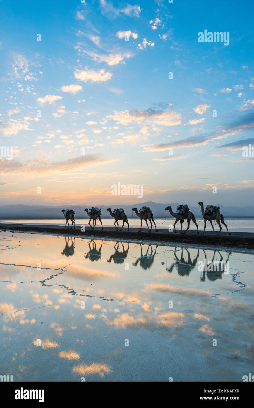 Cammelli caricati con pan di sale a piedi attraverso un lago salato al tramonto, danakil depressione, Etiopia, Africa Foto Stock