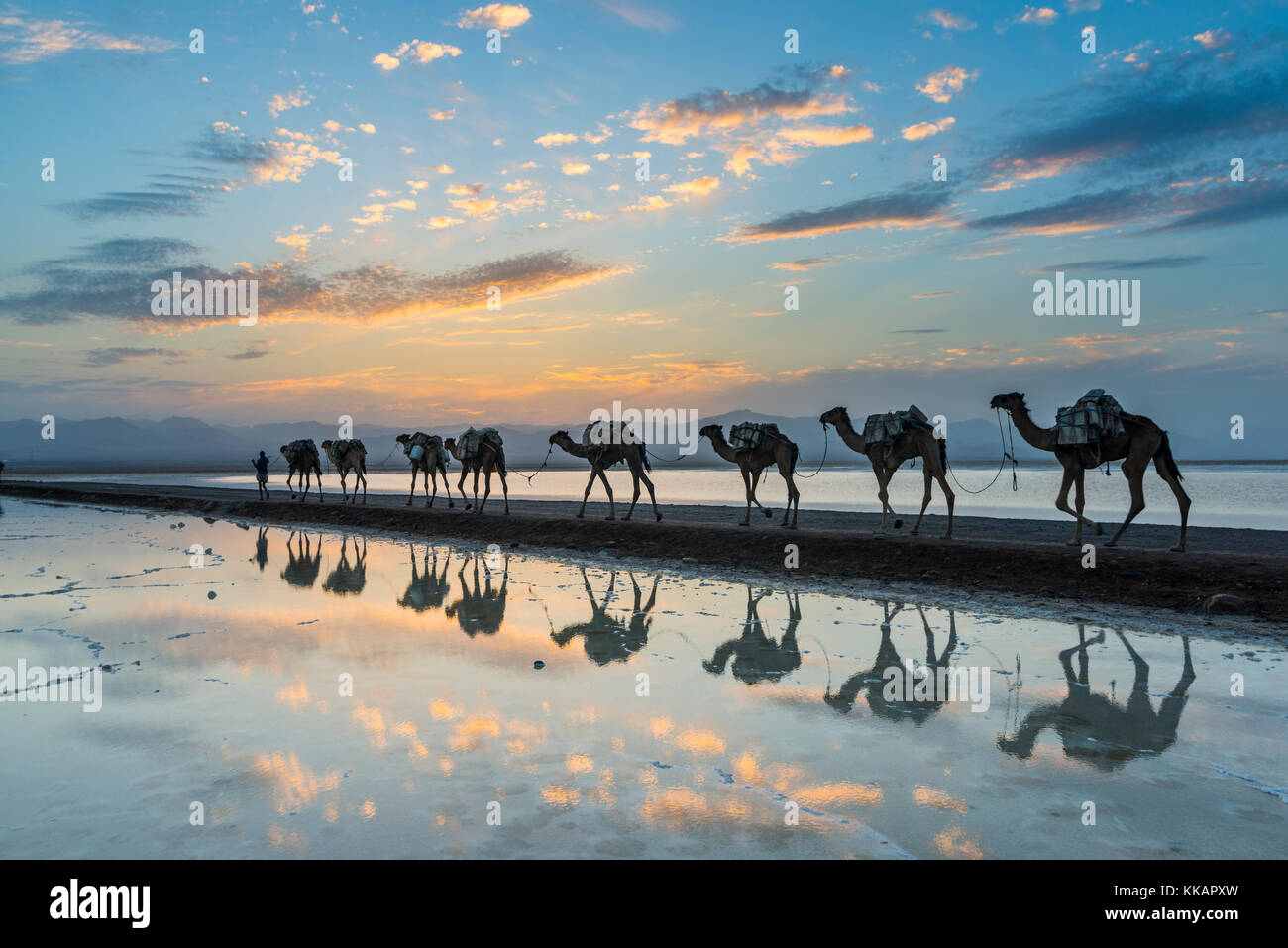 Cammelli caricati con pan di sale a piedi attraverso un lago salato al tramonto, danakil depressione, Etiopia, Africa Foto Stock