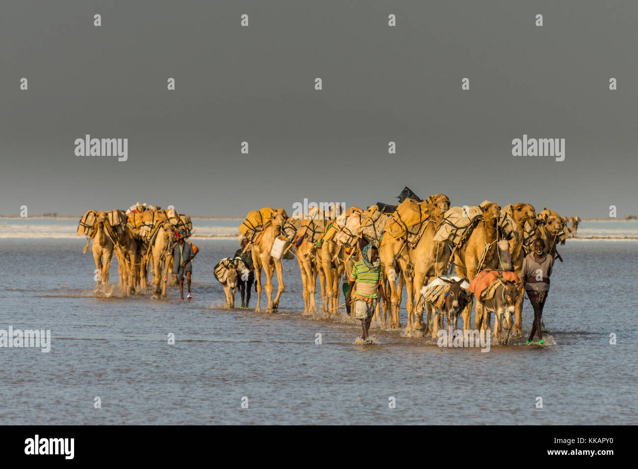 Camel caravan passeggiando per il calore attraverso un salt lake, danakil depressione, Etiopia, Africa Foto Stock