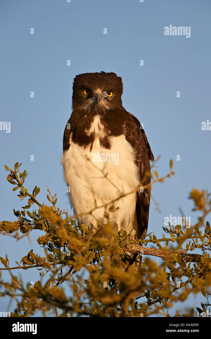 Aquila di serpente dal petto nero (aquila di serpente dal petto nero) (Circaetus pectoralis), Parco Nazionale del Serengeti, Tanzania, Africa orientale, Africa Foto Stock