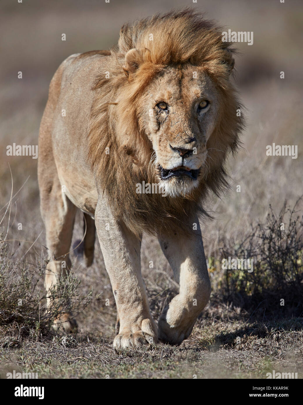Lion (panthera leo), Ngorongoro Conservation Area, Tanzania, Africa orientale, Africa Foto Stock