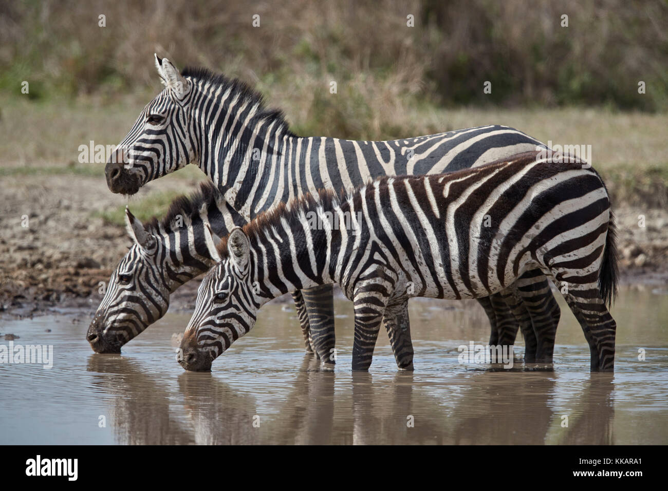 Zebra comune (Zebra pianure) (Zebra di Burchell) (Equus burchelli) bere, Area di conservazione di Ngorongoro, Tanzania, Africa orientale, Africa Foto Stock