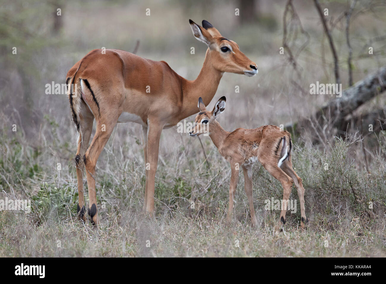 Impala (aepyceros melampus) doe e minuti di vitello vecchia, Ngorongoro Conservation Area, Tanzania, Africa orientale, Africa Foto Stock