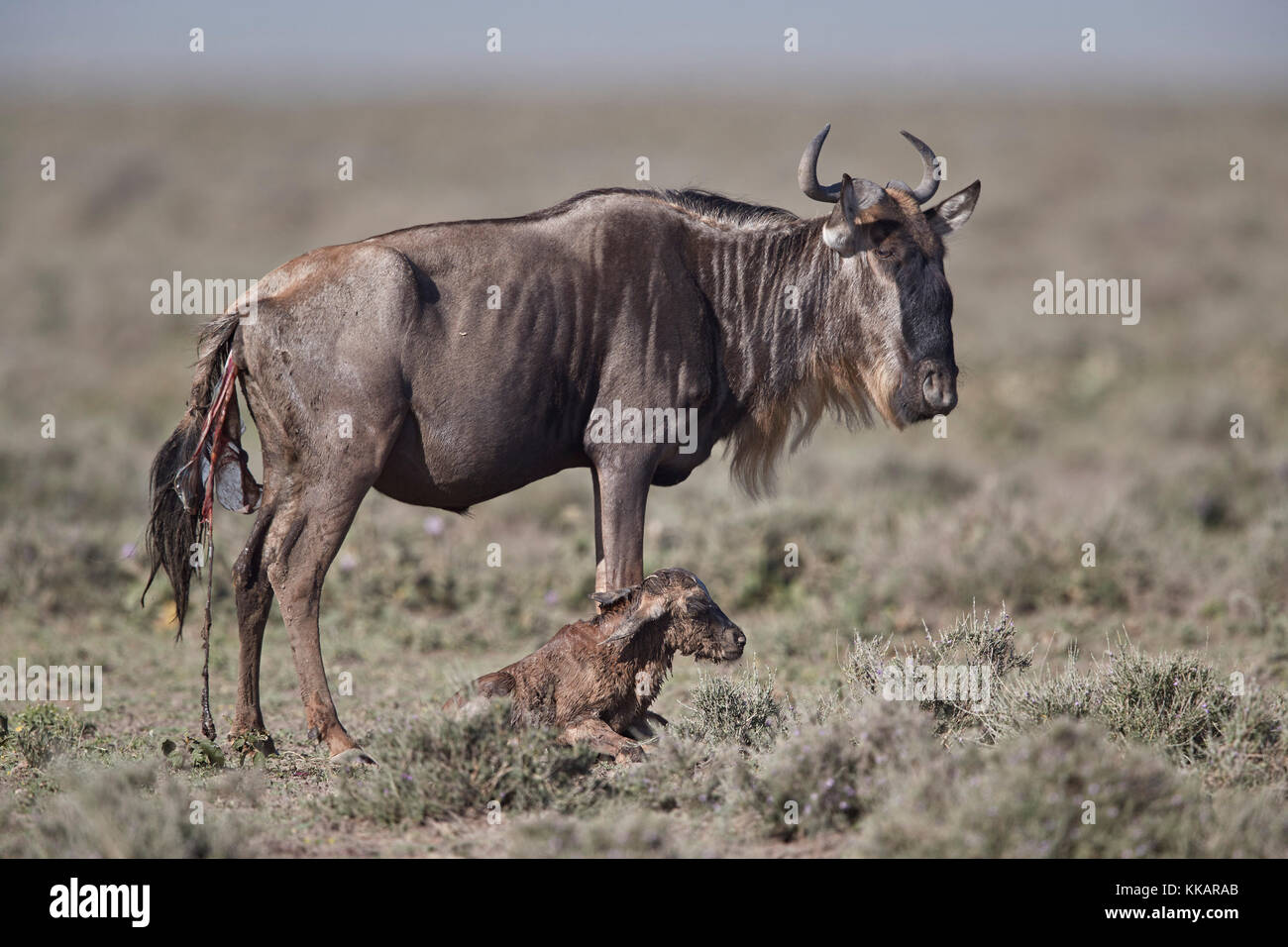 Blue GNU (GNU Borchiati) (connochaetes taurinus) nuovo nato di vitello, Ngorongoro Conservation Area, Tanzania, Africa orientale, Africa Foto Stock