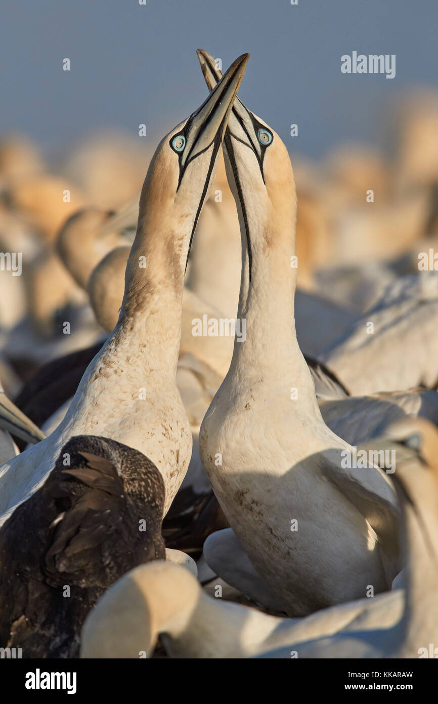 Cape gannet (Morus capensis) coppia necking come parte del corteggiamento, bird island, lambert's Bay, Sud Africa e Africa Foto Stock