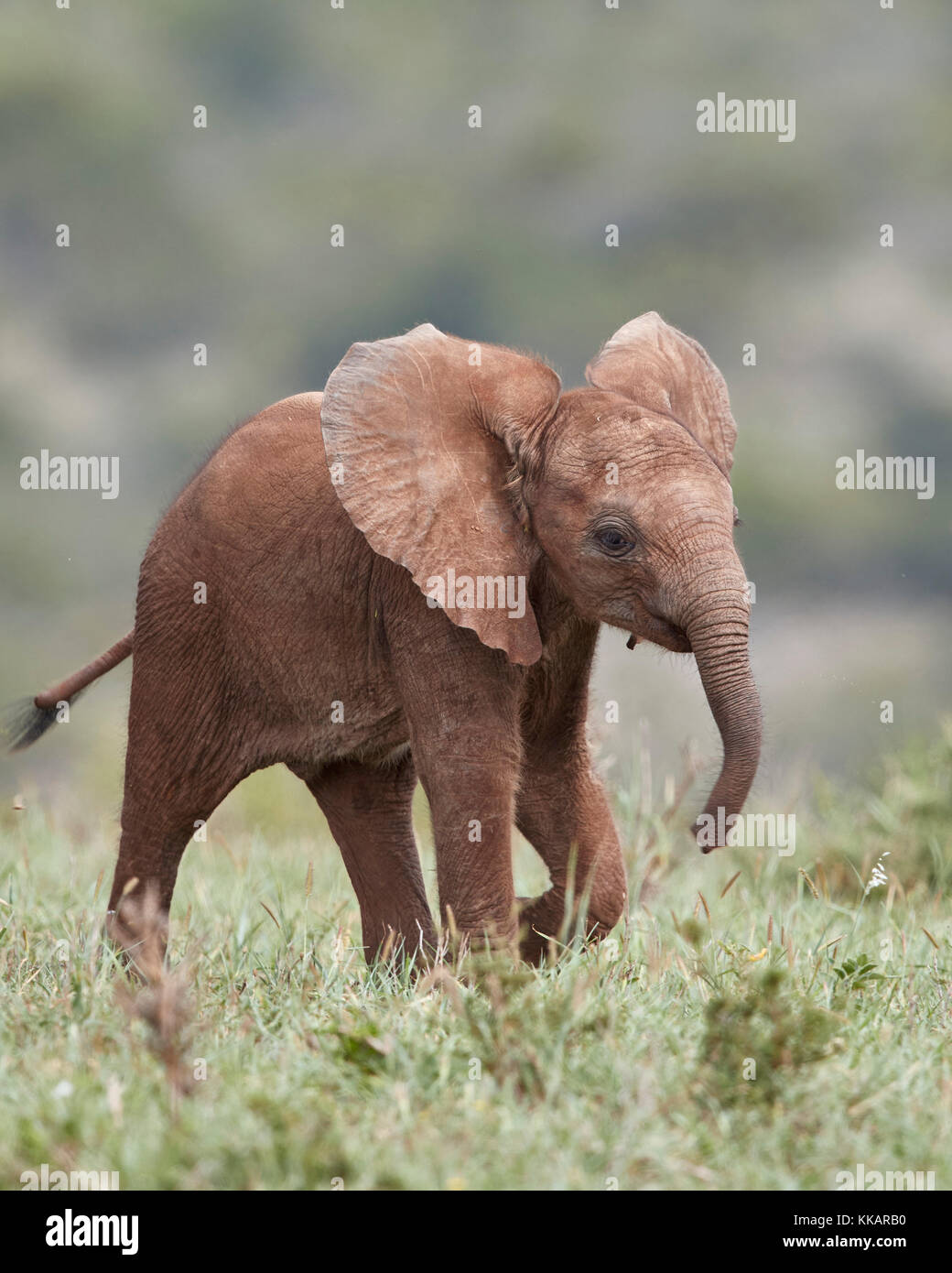 Elefante africano (Loxodonta africana), baby in esecuzione con i suoi orecchi, Addo Elephant national park, Sud Africa e Africa Foto Stock