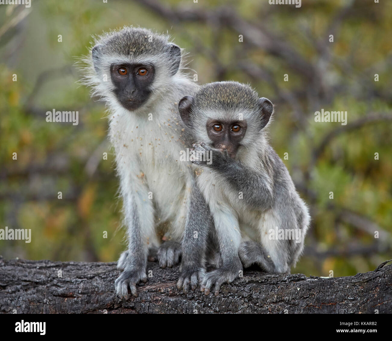 Due giovani vervet monkey (chlorocebus aethiops), mountain zebra national park, Sud Africa e Africa Foto Stock