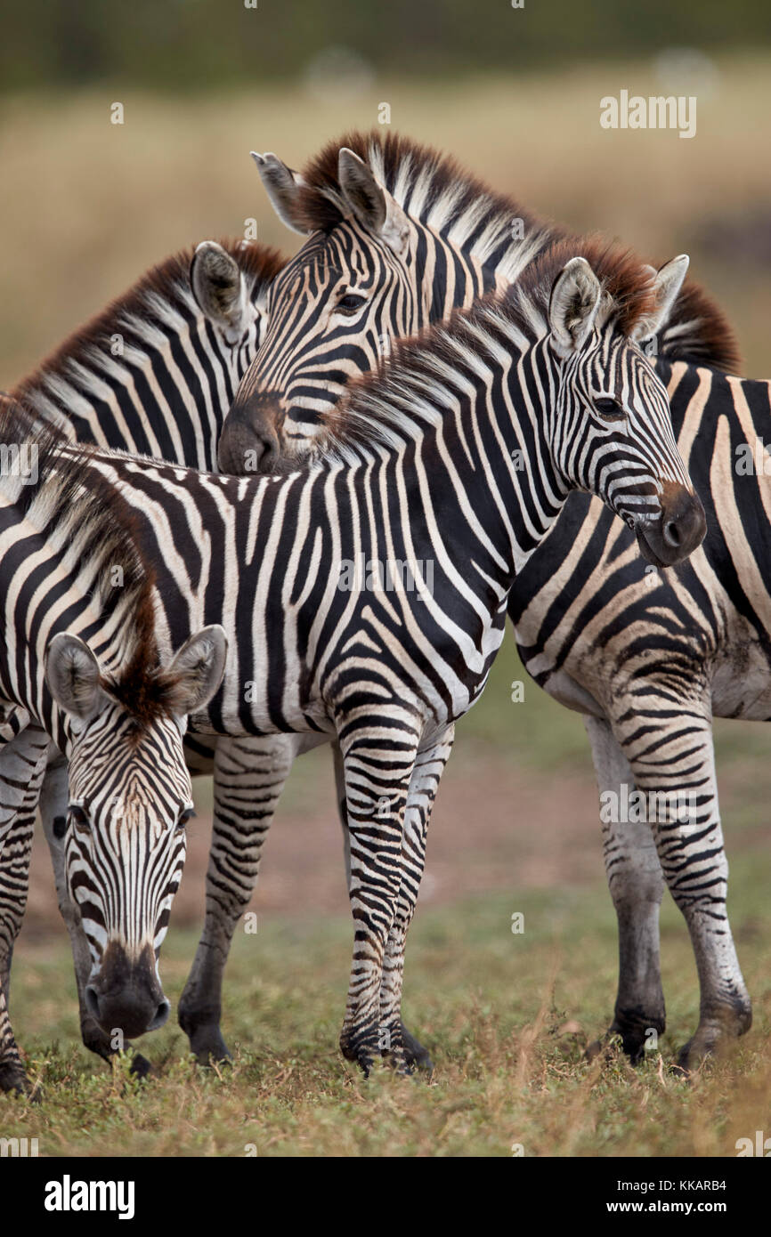 Chapman's Zebra (Plains Zebra) (Equus quagga chapmani), Parco Nazionale Kruger, Sud Africa, Africa Foto Stock