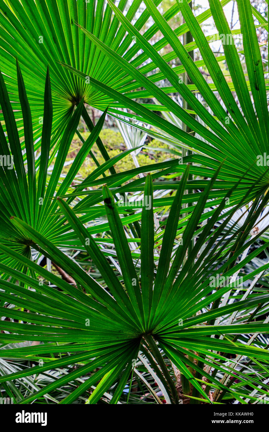 Il Dallas World Aquarium, miniaturizzato chusan palm, trachycarpus wagnerianus, waggie, Wagner's windmill palm Foto Stock