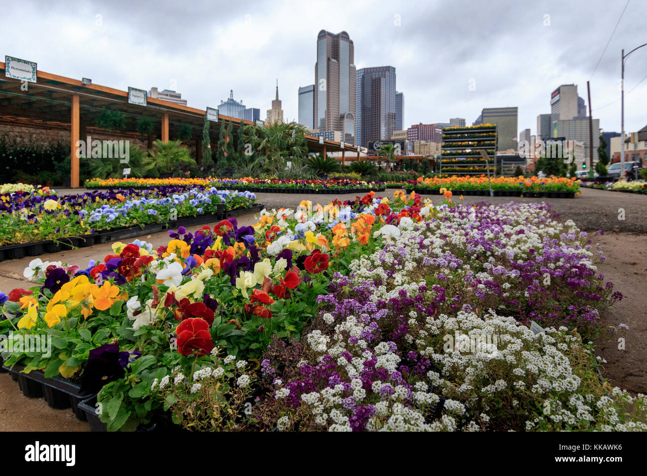 Dallas, Texas, Stati Uniti d'America, autunno autunno, fiori, skyline Foto Stock