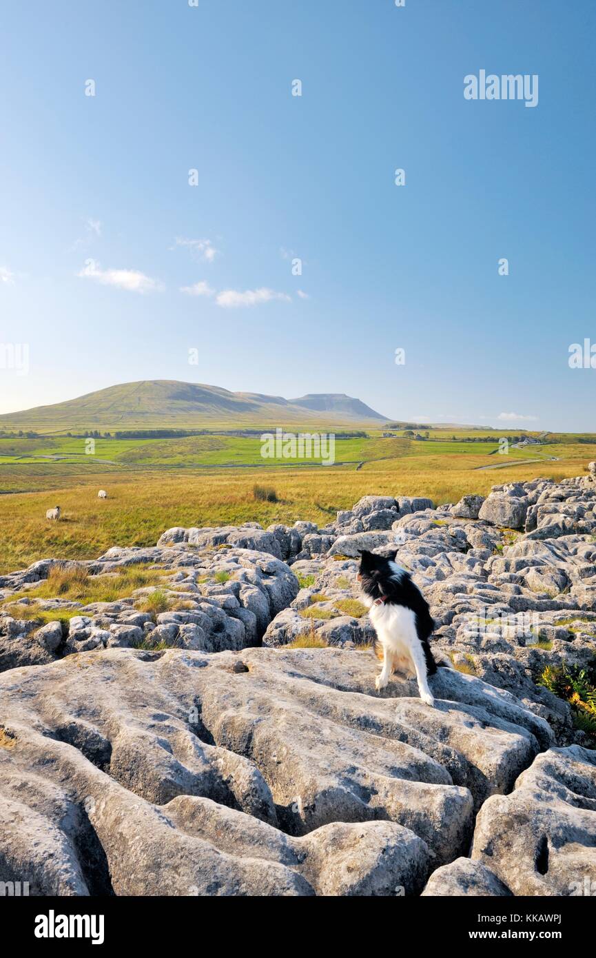 Yorkshire Dales National Park, Inghilterra. Border Collie guardando le pecore sul paesaggio di pietre calcaree a ribblehead sotto ingleborough. Foto Stock