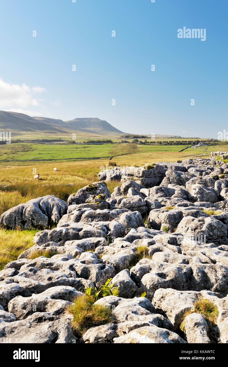 Yorkshire Dales National Park, Inghilterra. Sul pavimento calcareo di Ribblehead verso il massiccio calcareo di Ingleborough Foto Stock