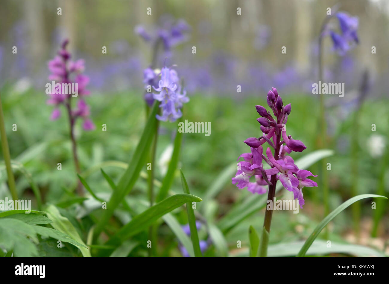 Inizio orchidee viola (Orchis mascula) tra bluebells in un bosco inglese Foto Stock