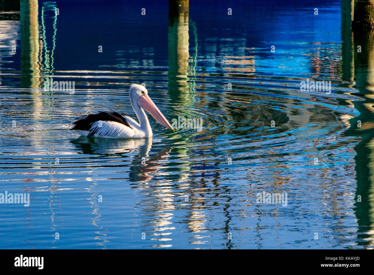 Australia, Australia pelican, Lakes Entrance, pelecanidae, pelecanus conspicillatus, victoria, riflessioni, acqua Foto Stock