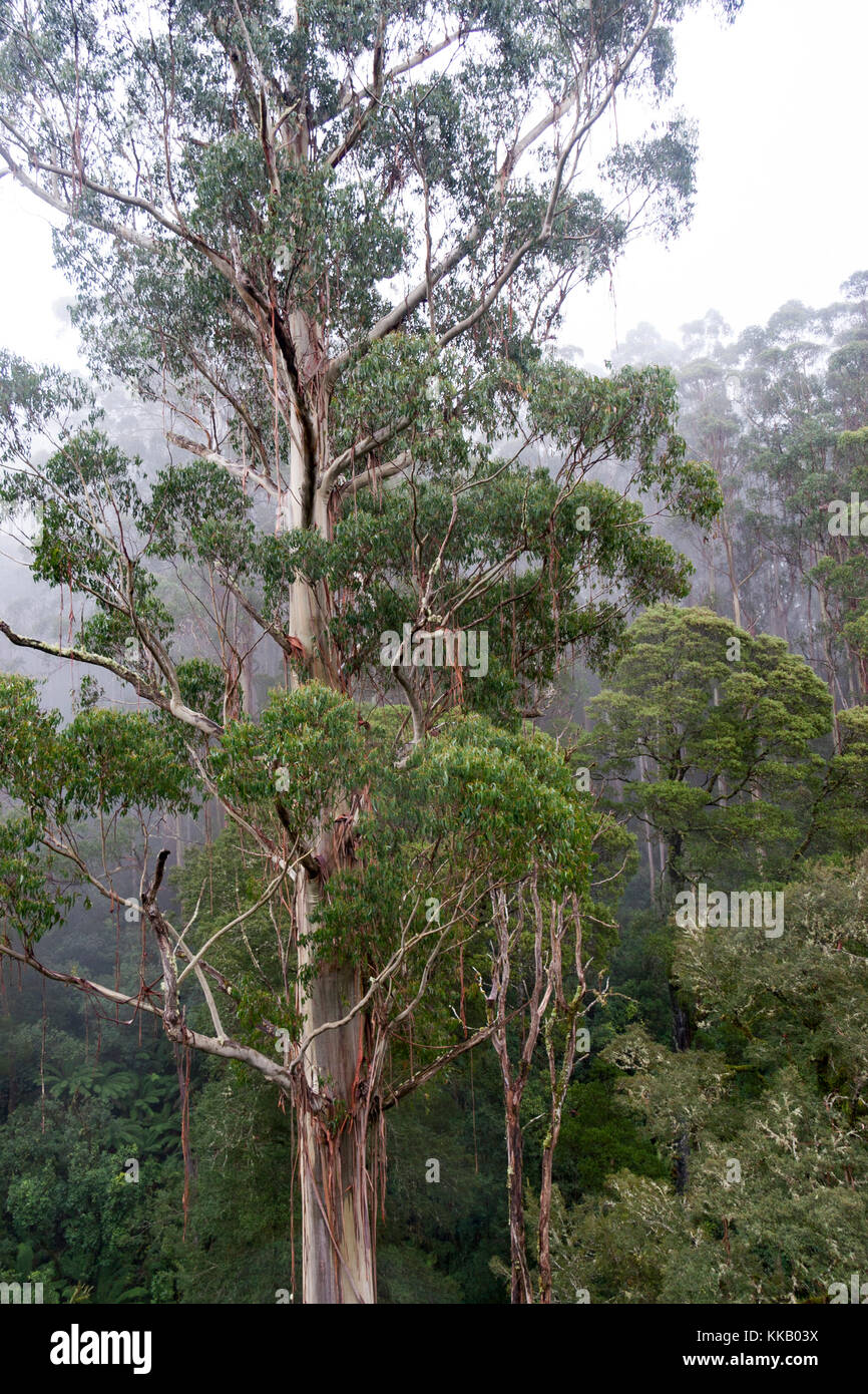 Australia, barwon area sud ovest, grande otway national park, otway fly treetop a piedi, Victoria, la foresta pluviale temperata Foto Stock