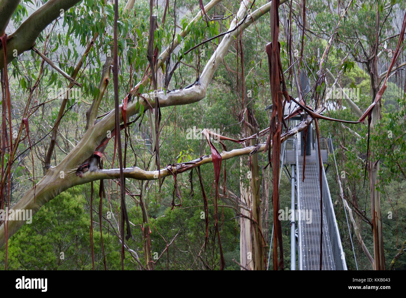 Australia, barwon area sud ovest, grande otway national park, otway fly treetop a piedi, Victoria, la foresta pluviale temperata Foto Stock