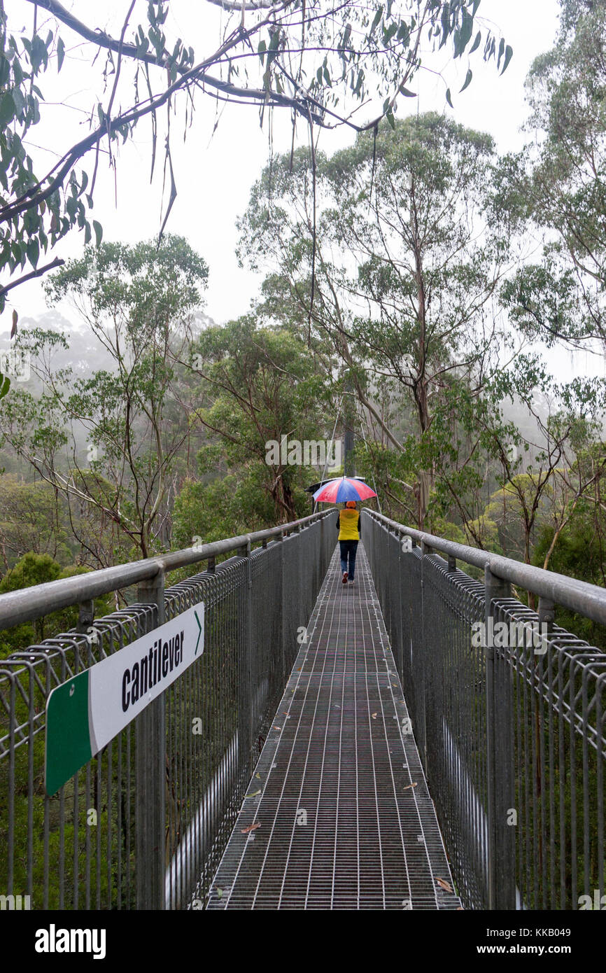 Australia, barwon area sud ovest, grande otway national park, otway fly treetop a piedi, Victoria, la foresta pluviale temperata Foto Stock